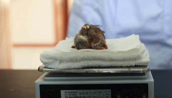 恒富配资 已出壳20只！2025年黄河口人工孵化朱鹮幼鸟取得新突破